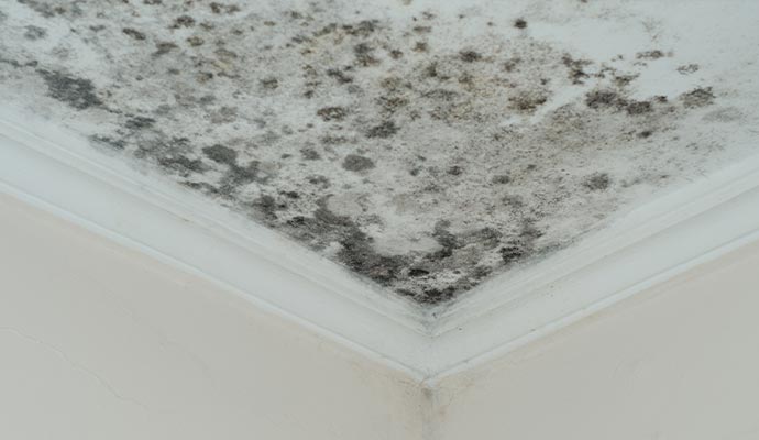 Affordable mold removal service
