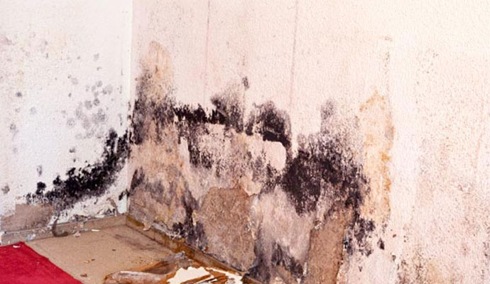 Mold in Houston Homes From Water Damage