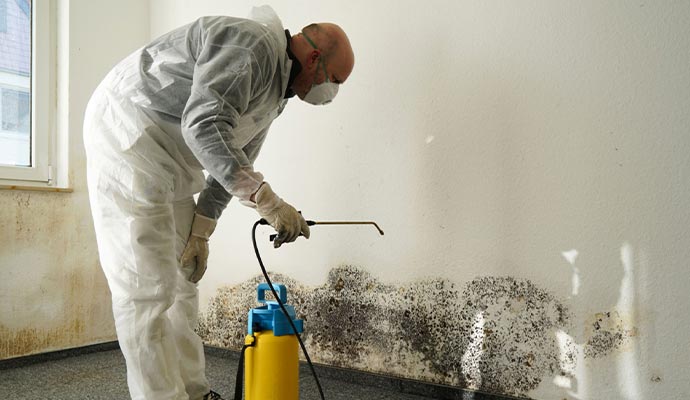 Professional worker decontaminating mold